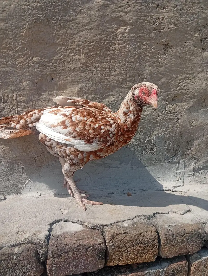 aseel murga or murgi — photo 5