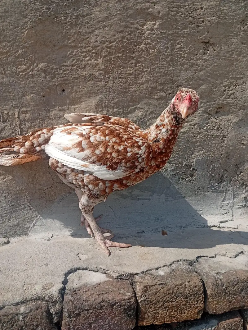 aseel murga or murgi — photo 6
