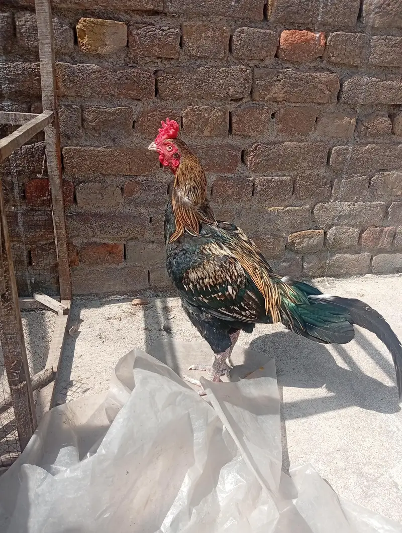 aseel murga or murgi — photo 7
