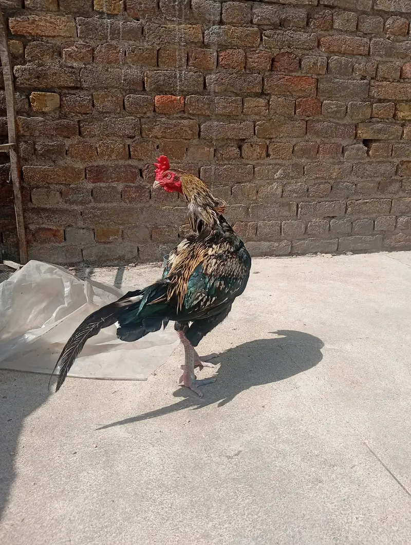 aseel murga or murgi — photo 8