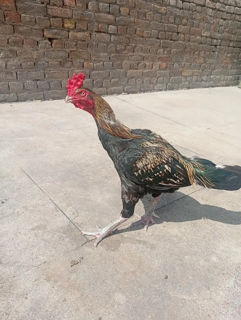 aseel murga or murgi — photo 10