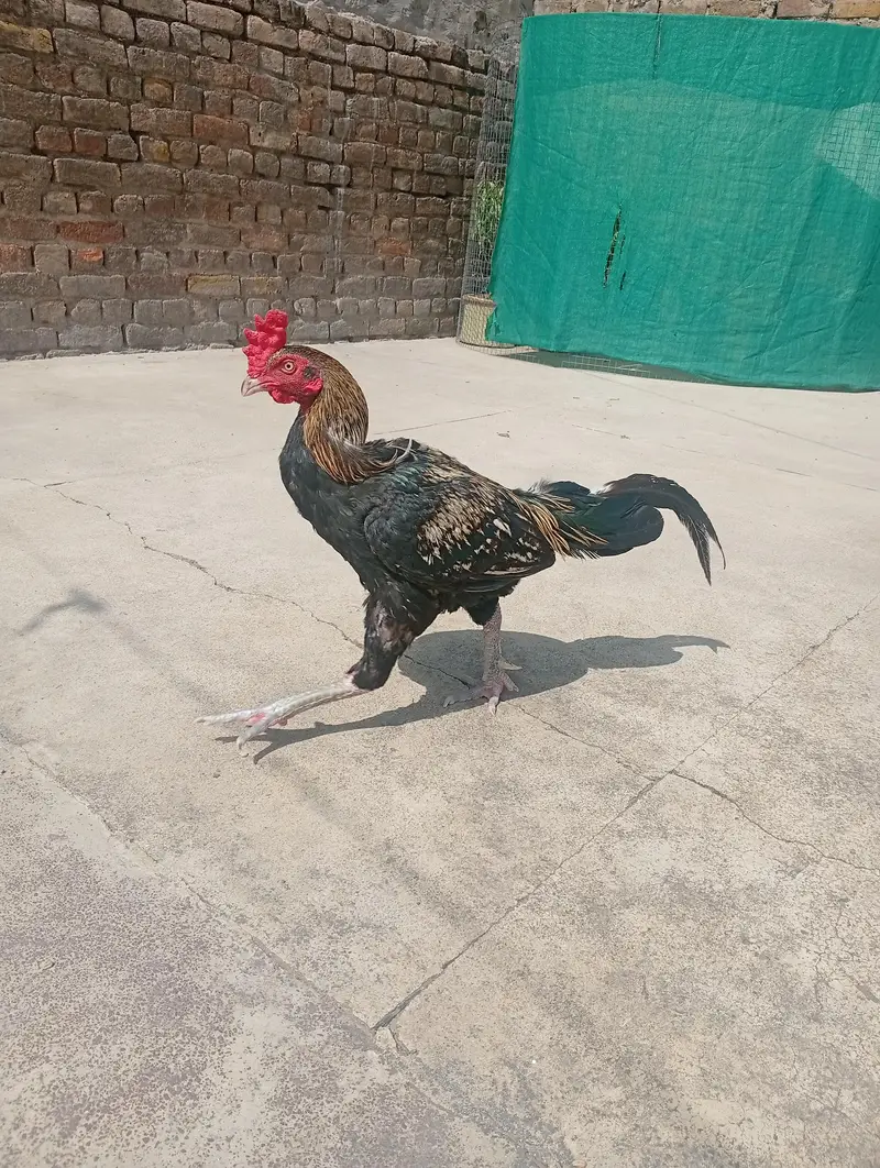 aseel murga or murgi — photo 11