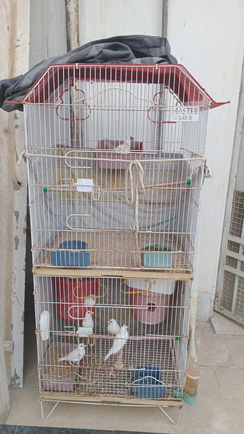 White java & red pied dove 0