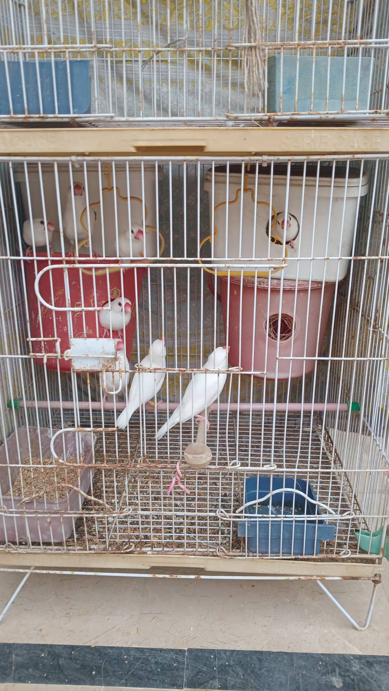 White java & red pied dove 1