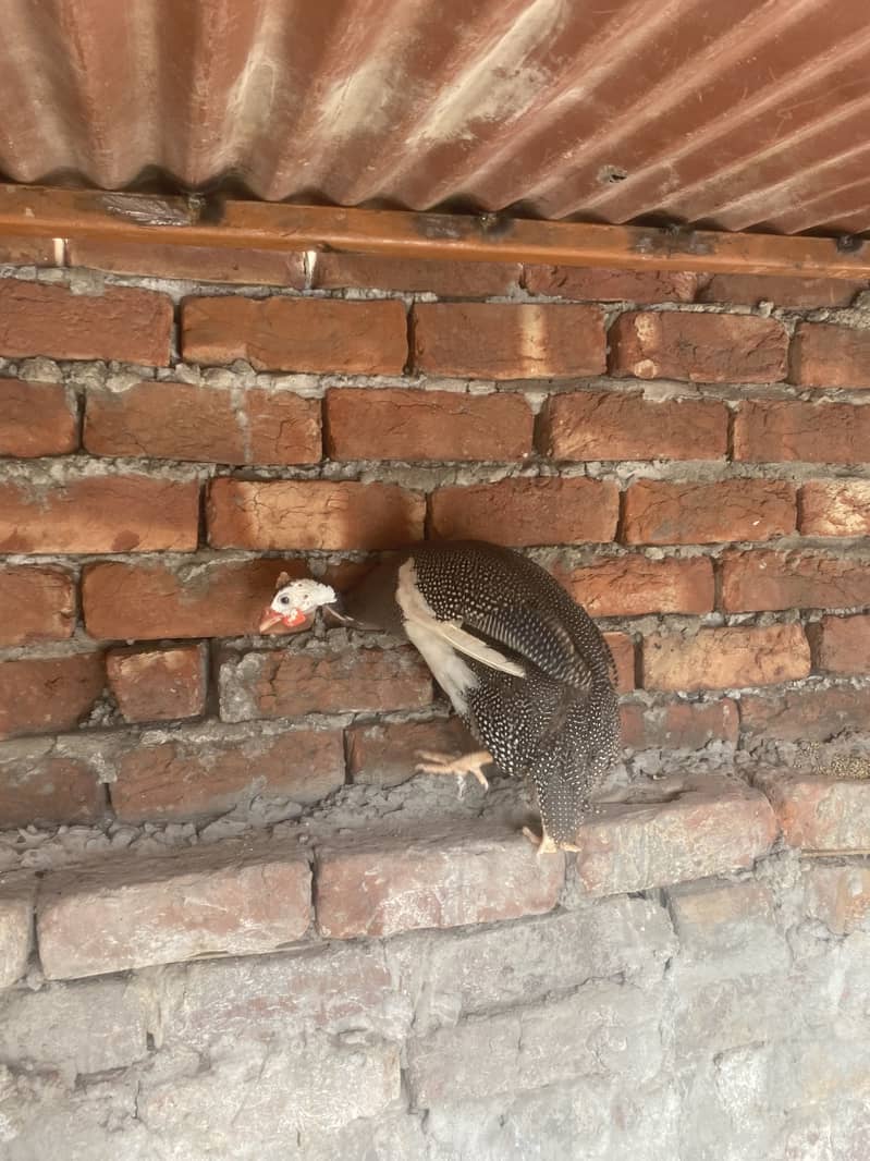 Chakor guinea 0