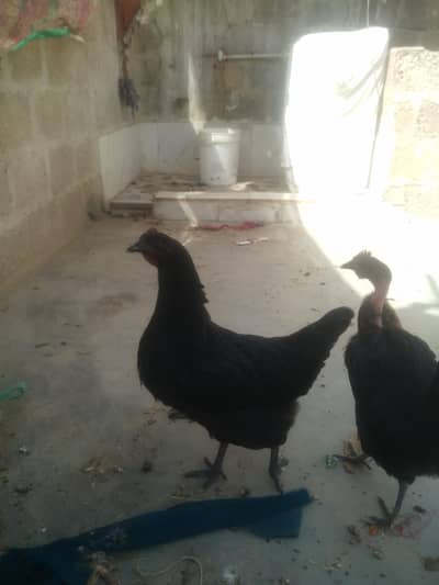 desi female or misri gemale 3 month