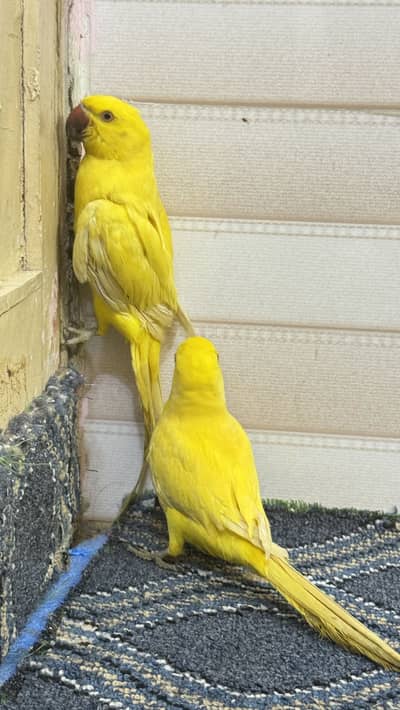 yellow ringneck