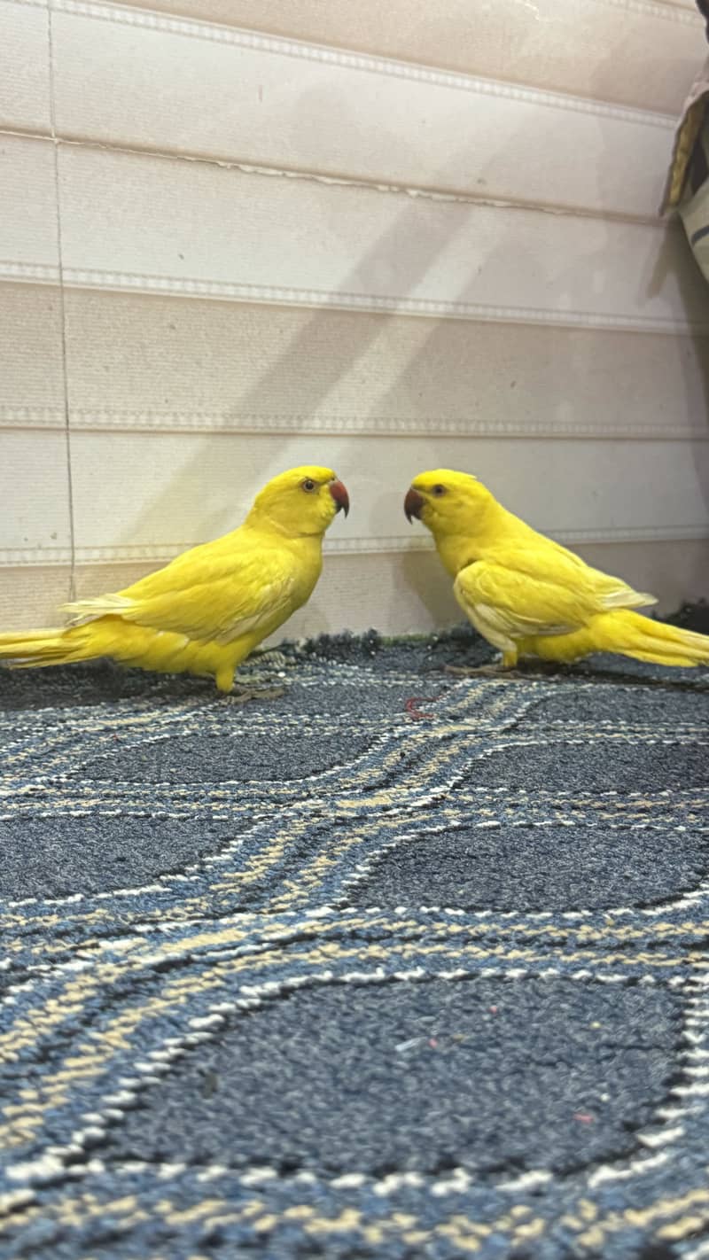 yellow ringneck 1