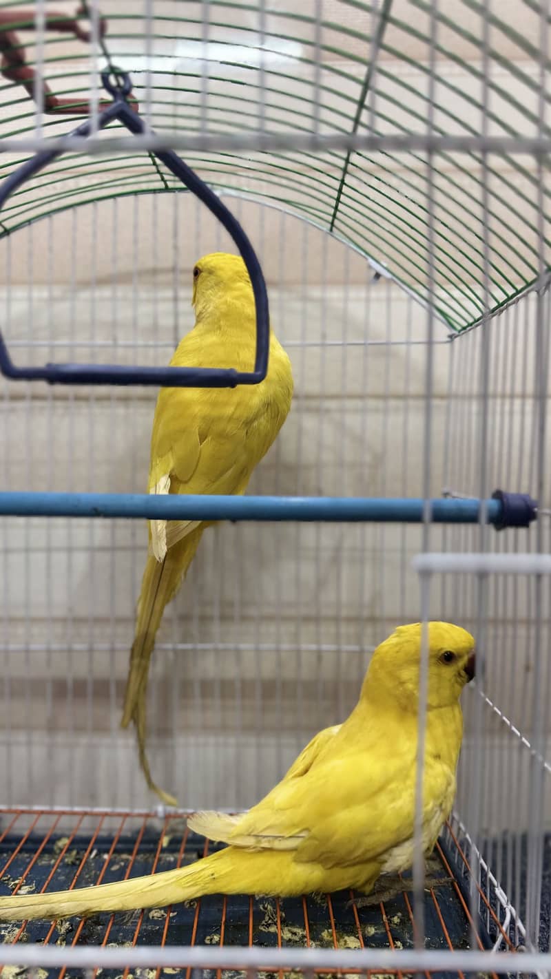 yellow ringneck 2