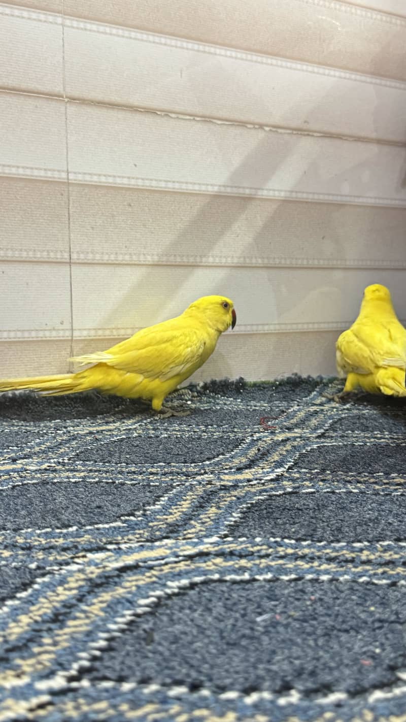 yellow ringneck 3