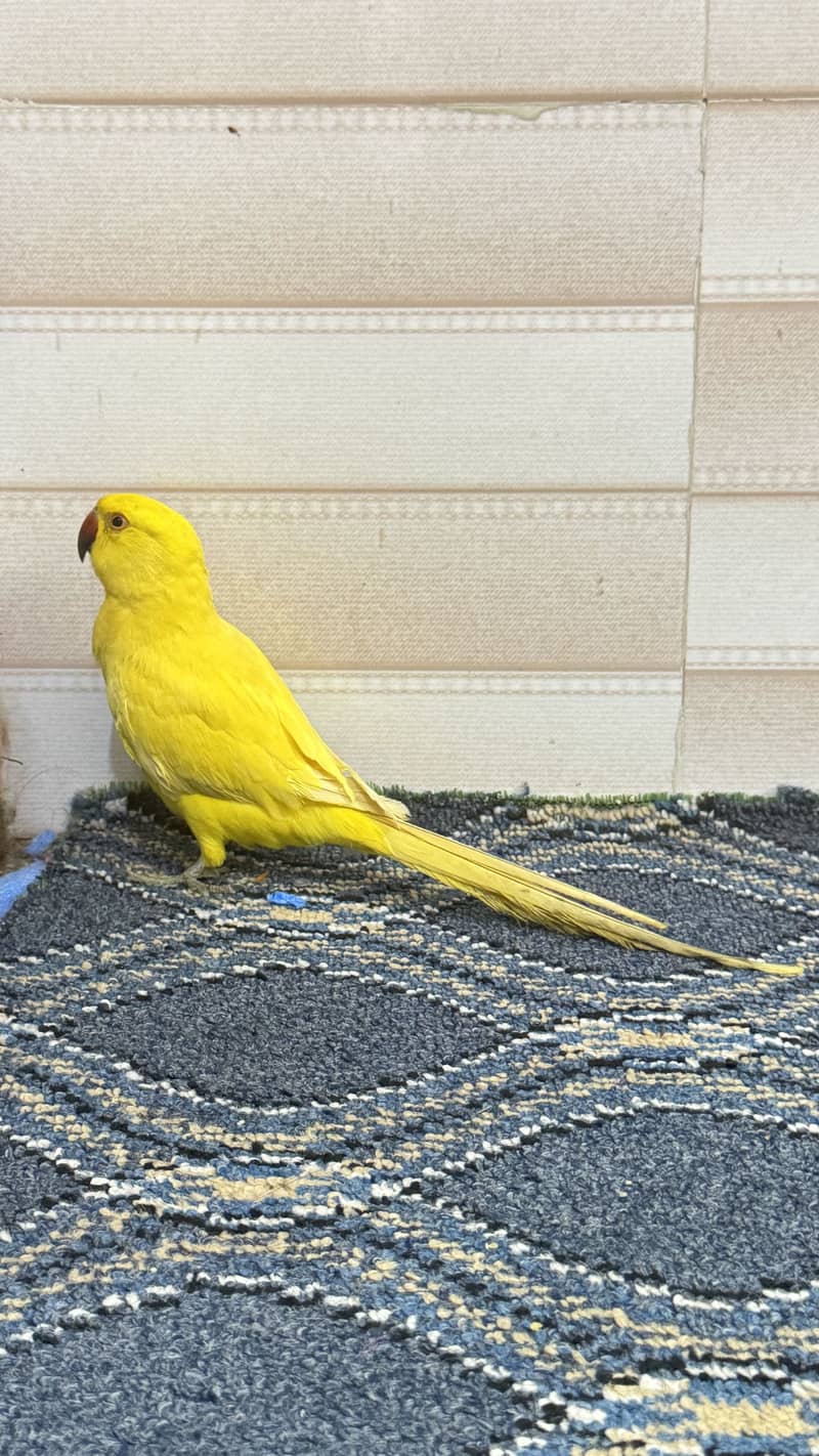 yellow ringneck 4
