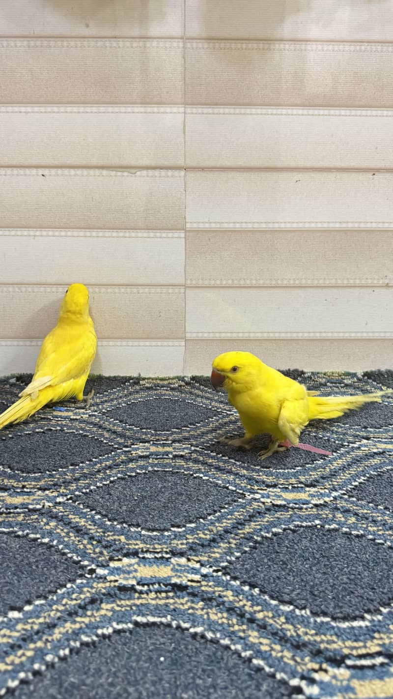 yellow ringneck 5