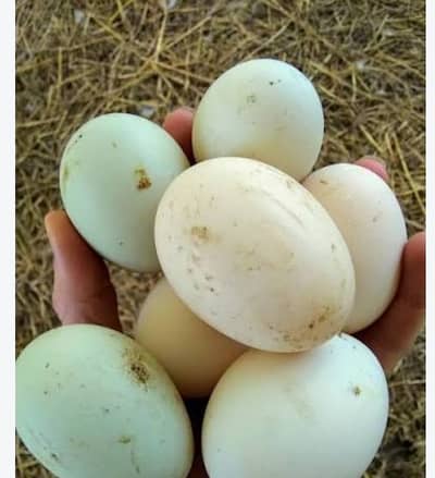 duck eggs