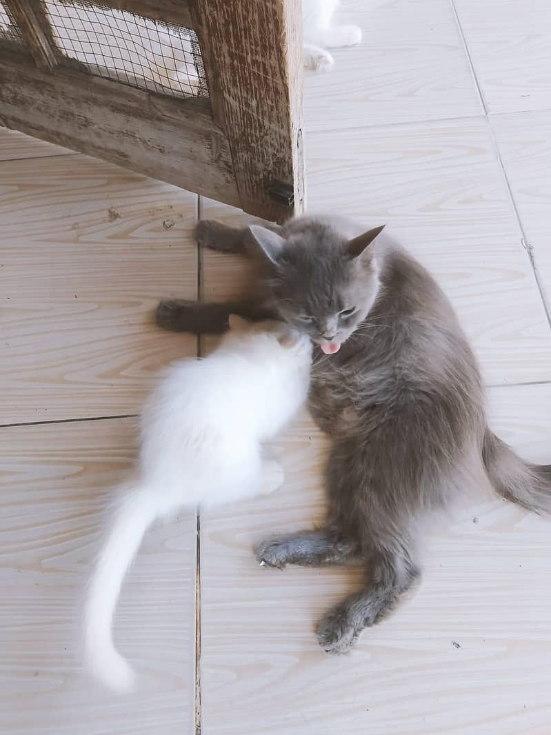 4 cats 0