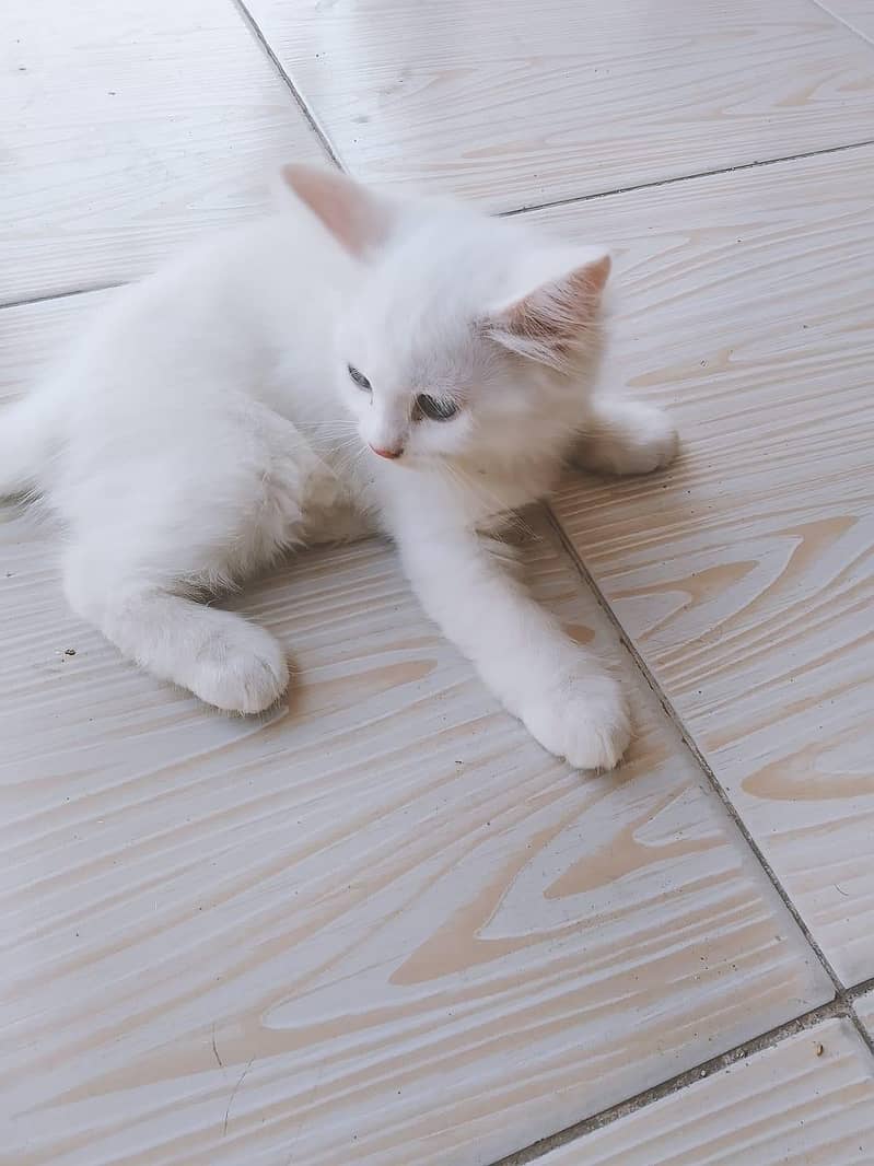 4 cats 1