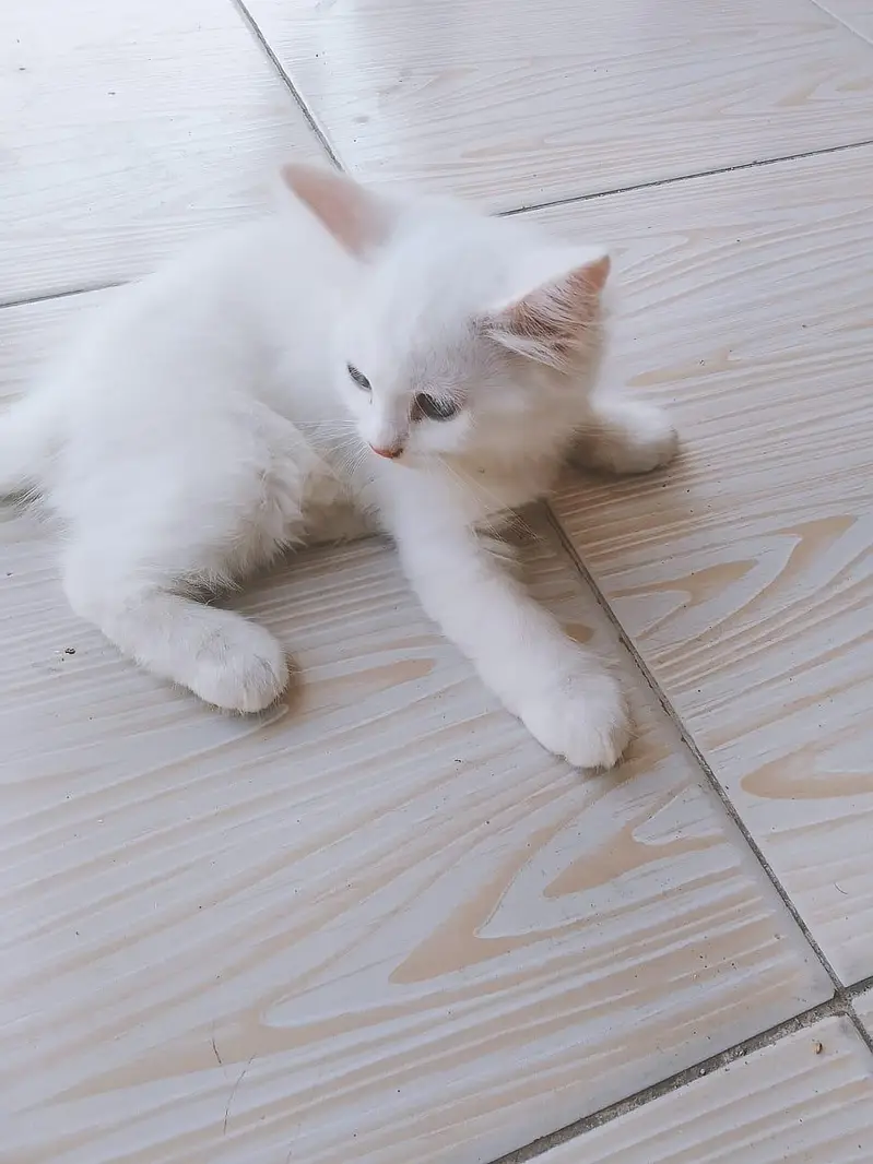 4 cats.  1 cat 10.000 — photo 2
