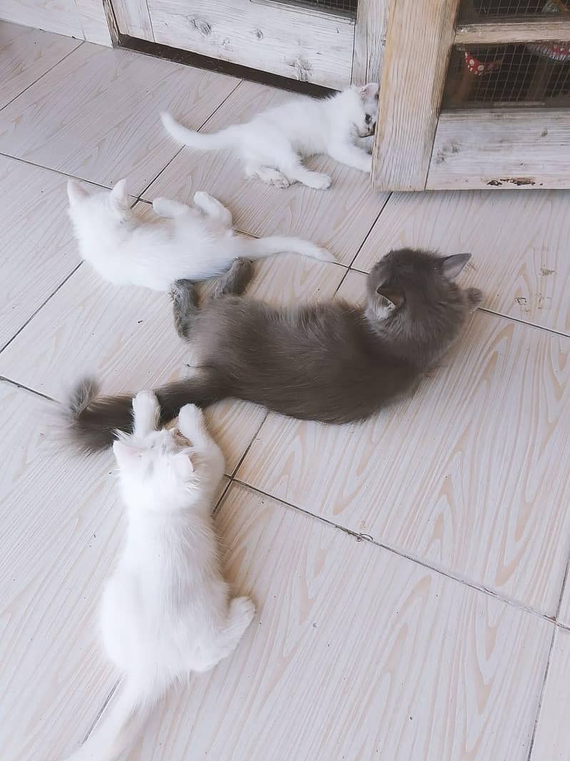 4 cats 2