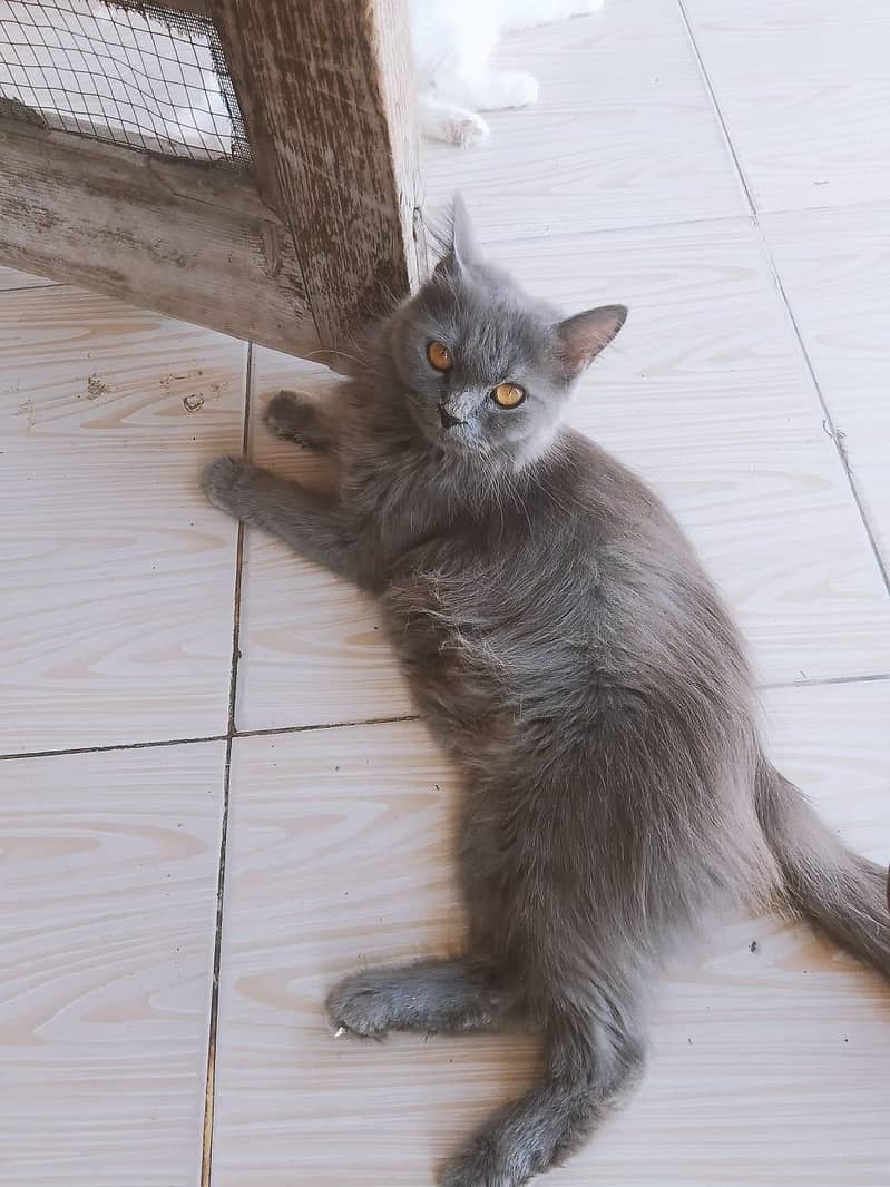 4 cats 3