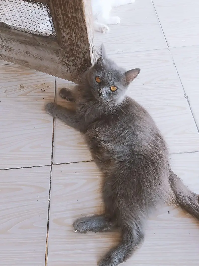 4 cats.  1 cat 10.000 — photo 4