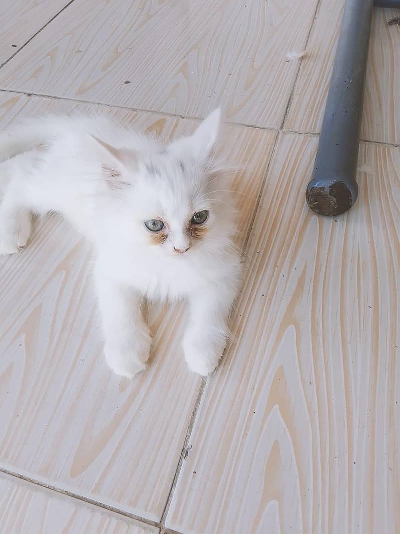 4 cats 4