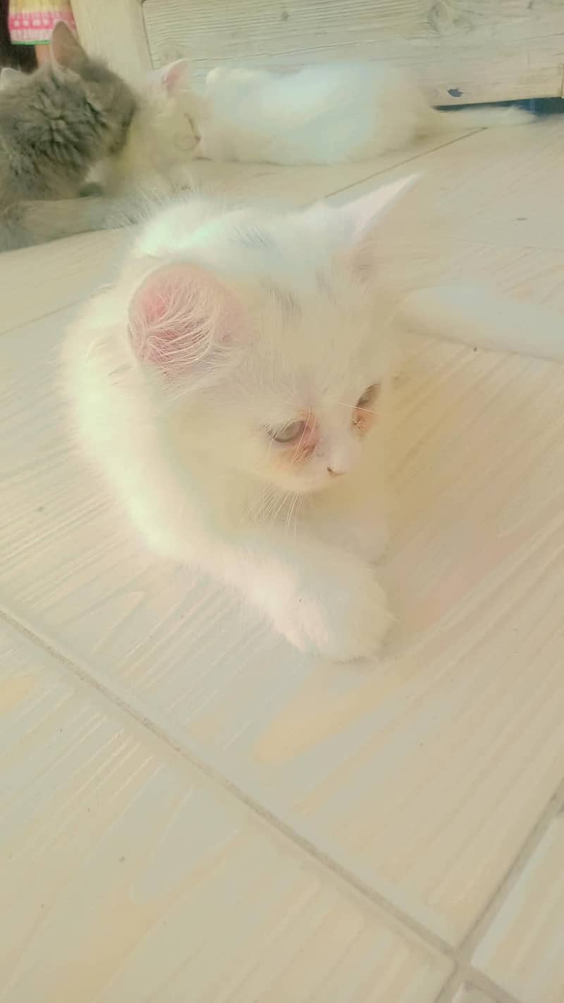 4 cats 5