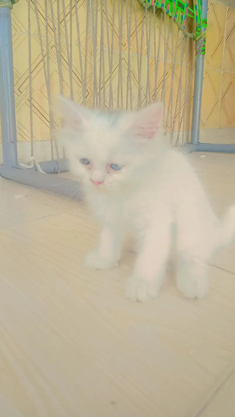 4 cats.  1 cat 10.000 — photo 7