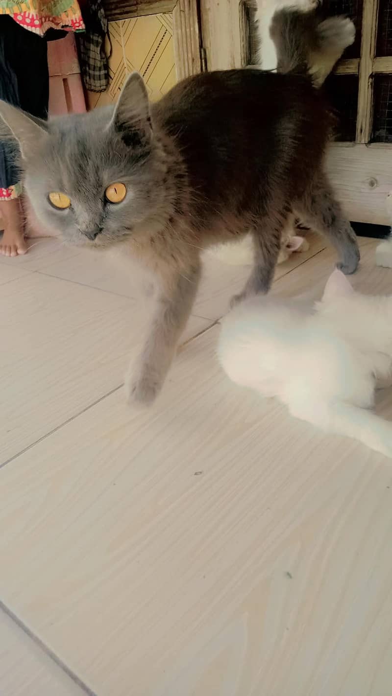4 cats 7