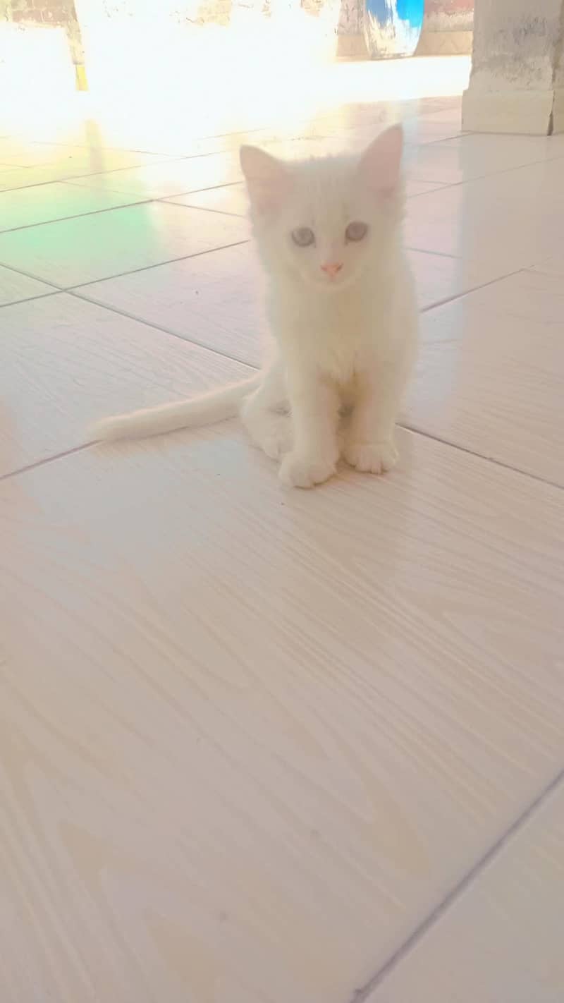 4 cats 8