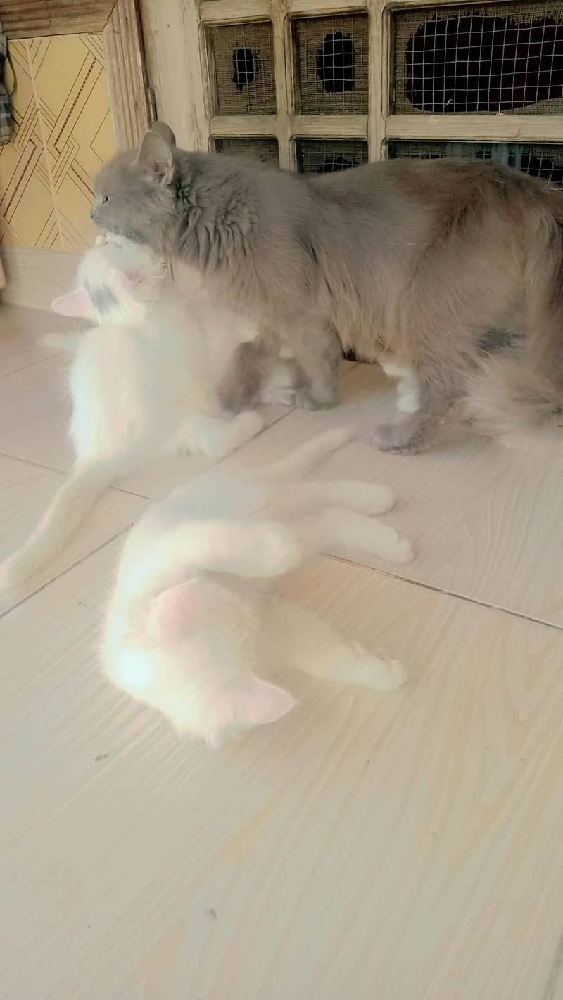 4 cats 9