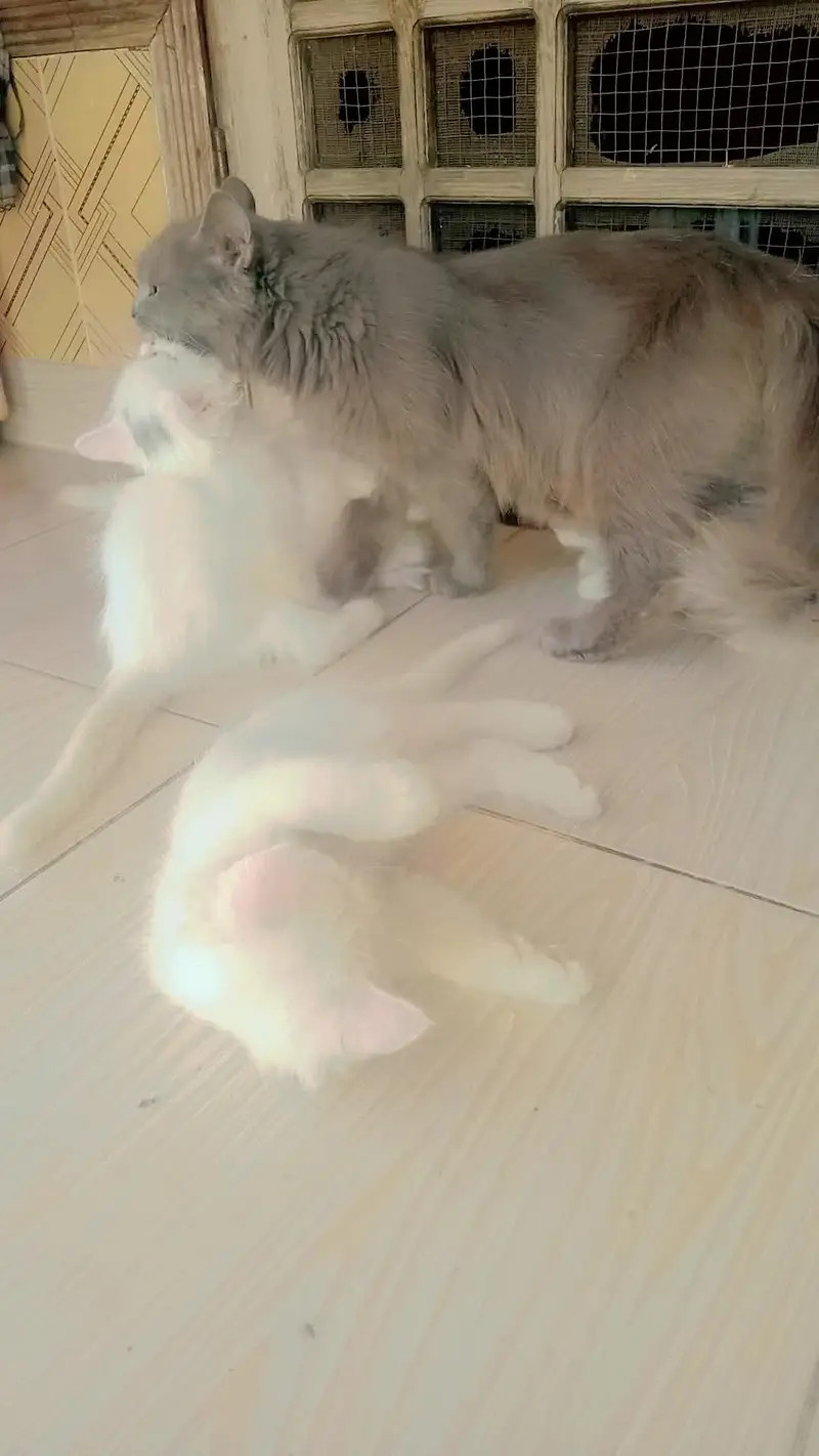 4 cats.  1 cat 10.000 — photo 10