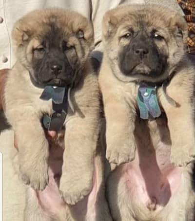 kurdish kanga / security Dog / King kurdish kangal pair