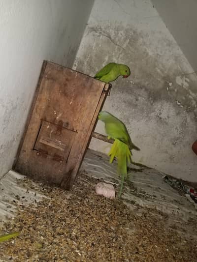 parrots pair sell