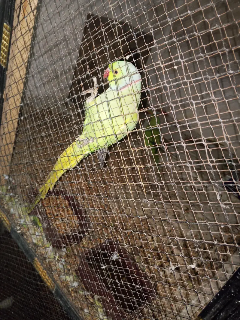 parrots pair sell — photo 3