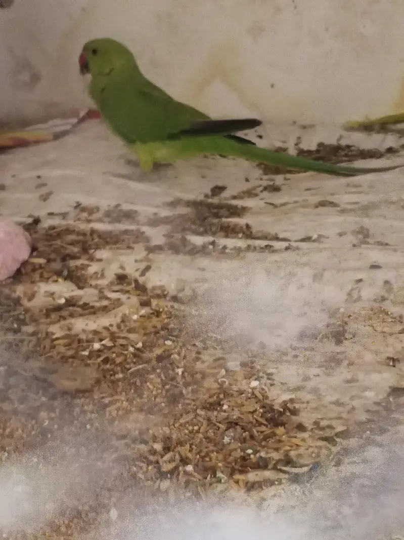 parrots pair sell — photo 4