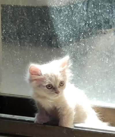 persian female long hair kitten at very reasonable price