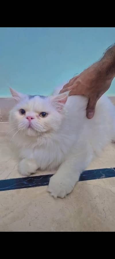 punch face male cat , vaccinated, 8 months old