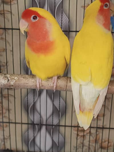 love birds