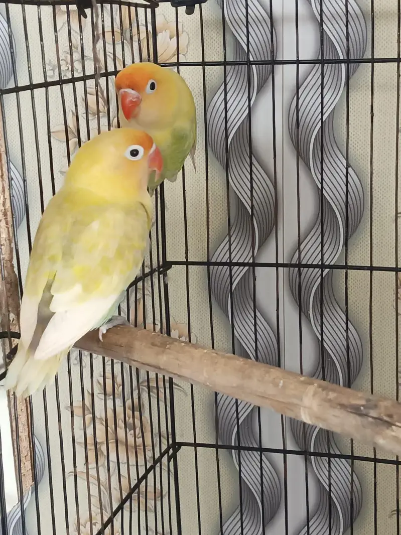 love birds — photo 2