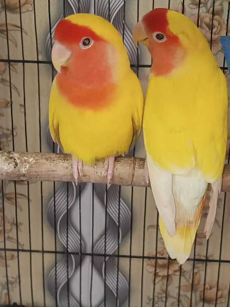 love birds — photo 3