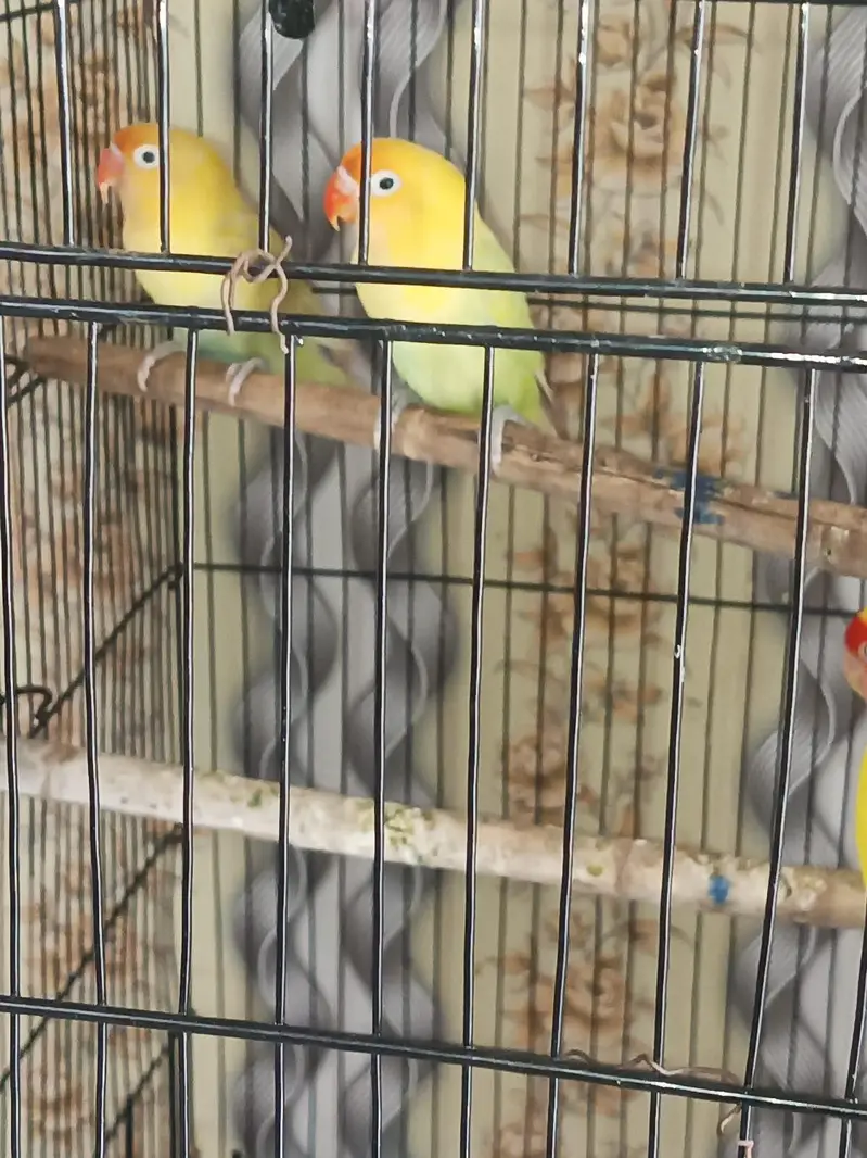 love birds — photo 4