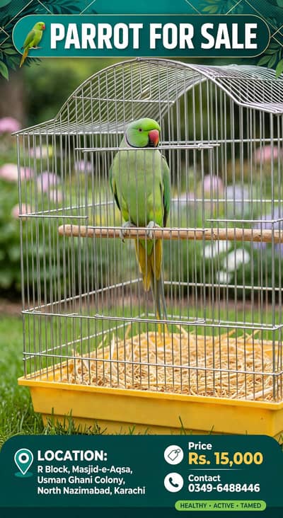 Healthy Mithu Tota - Raw Parrot For Sale - North Nazimabad - Rs 15000
