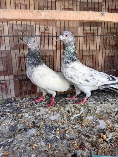 golden pigeon kabuter