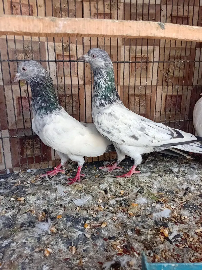 golden pigeon kabuter — photo 2