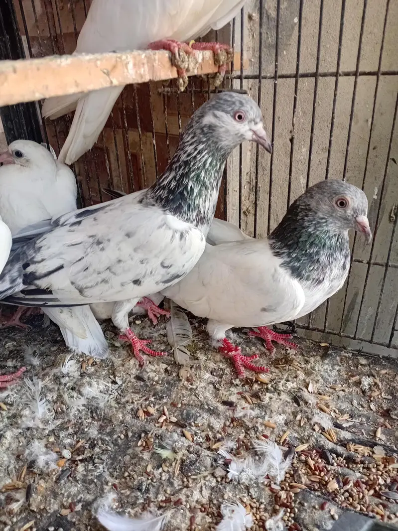golden pigeon kabuter — photo 3
