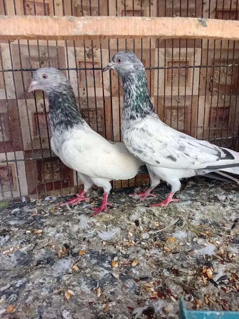 golden pigeon kabuter — photo 4