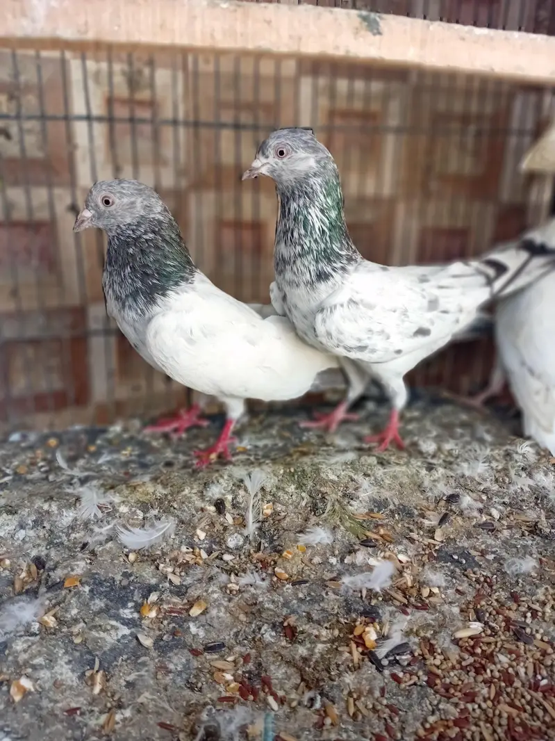 golden pigeon kabuter — photo 5