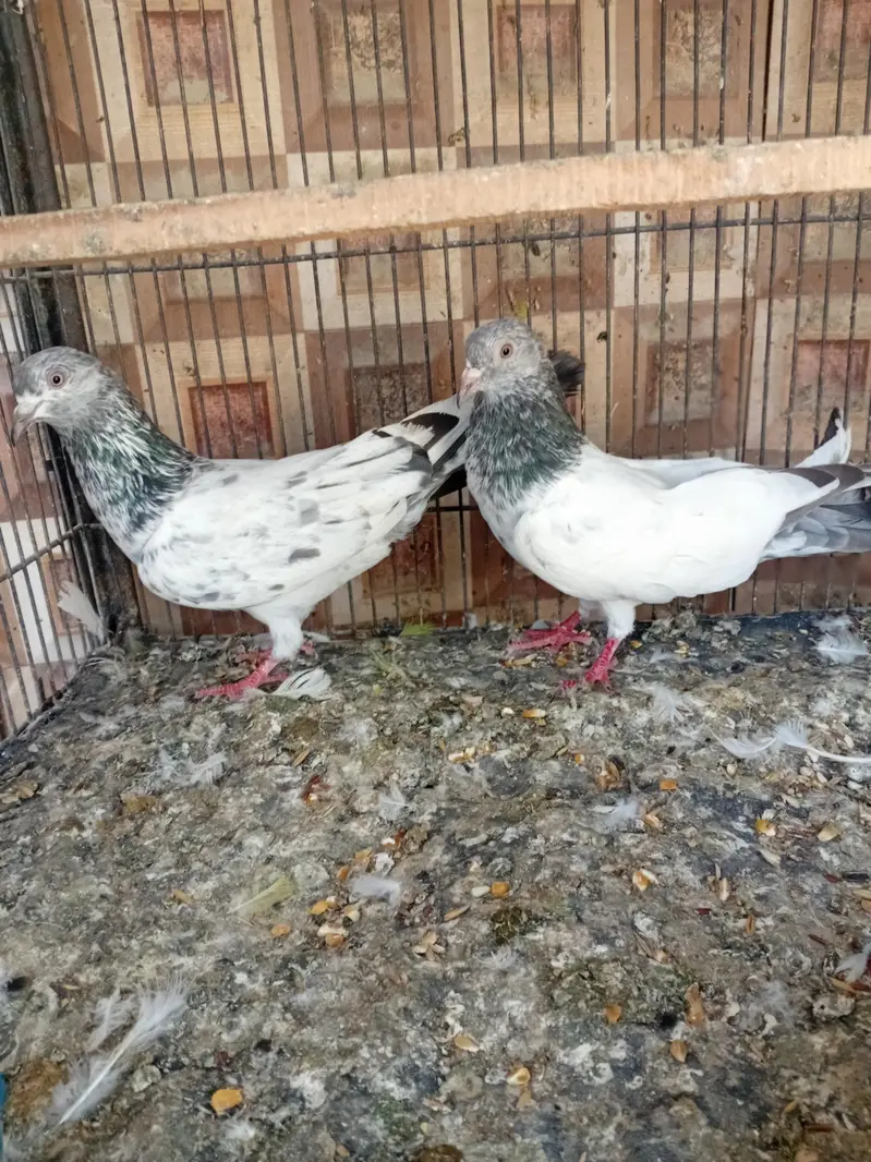golden pigeon kabuter — photo 6