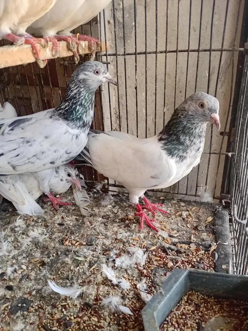 golden pigeon kabuter — photo 7