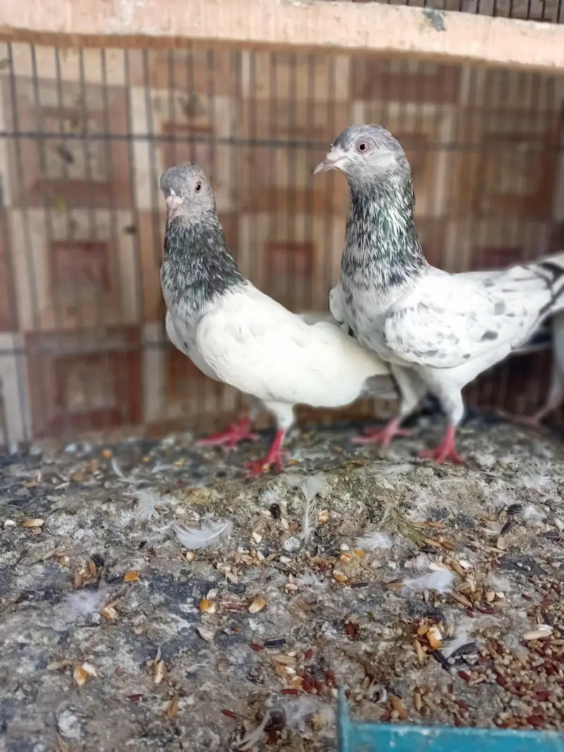 golden pigeon kabuter — photo 8