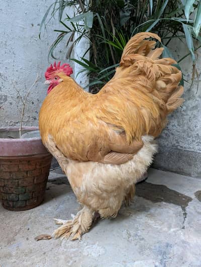 Huge size Buff Male Available for sale